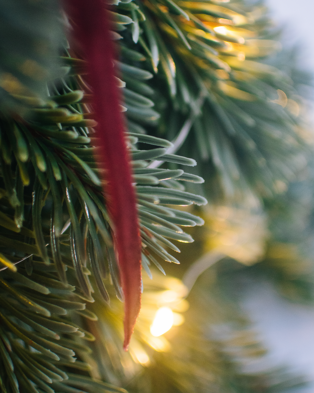 noble fir 仿真諾貝松聖誕小樹 30cm(附贈燈串、緞帶蝴蝶結)